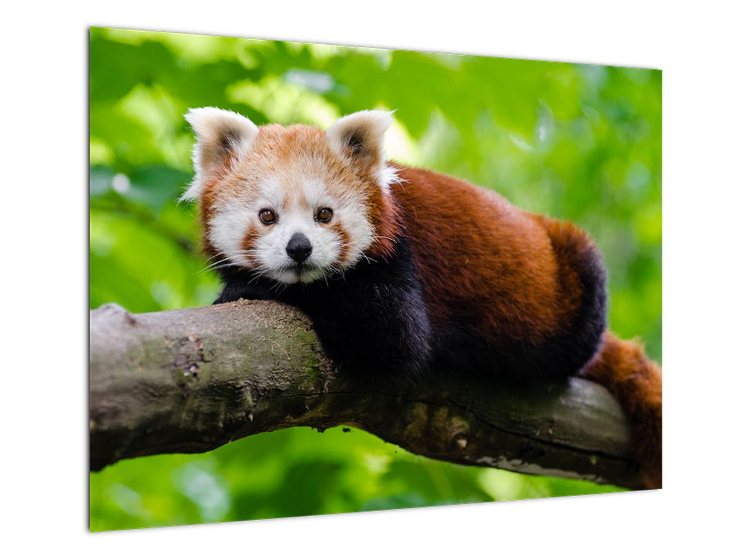 Skleněný obraz pandy červené (V020455V7050GD)