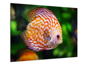 Steklena slika ribe