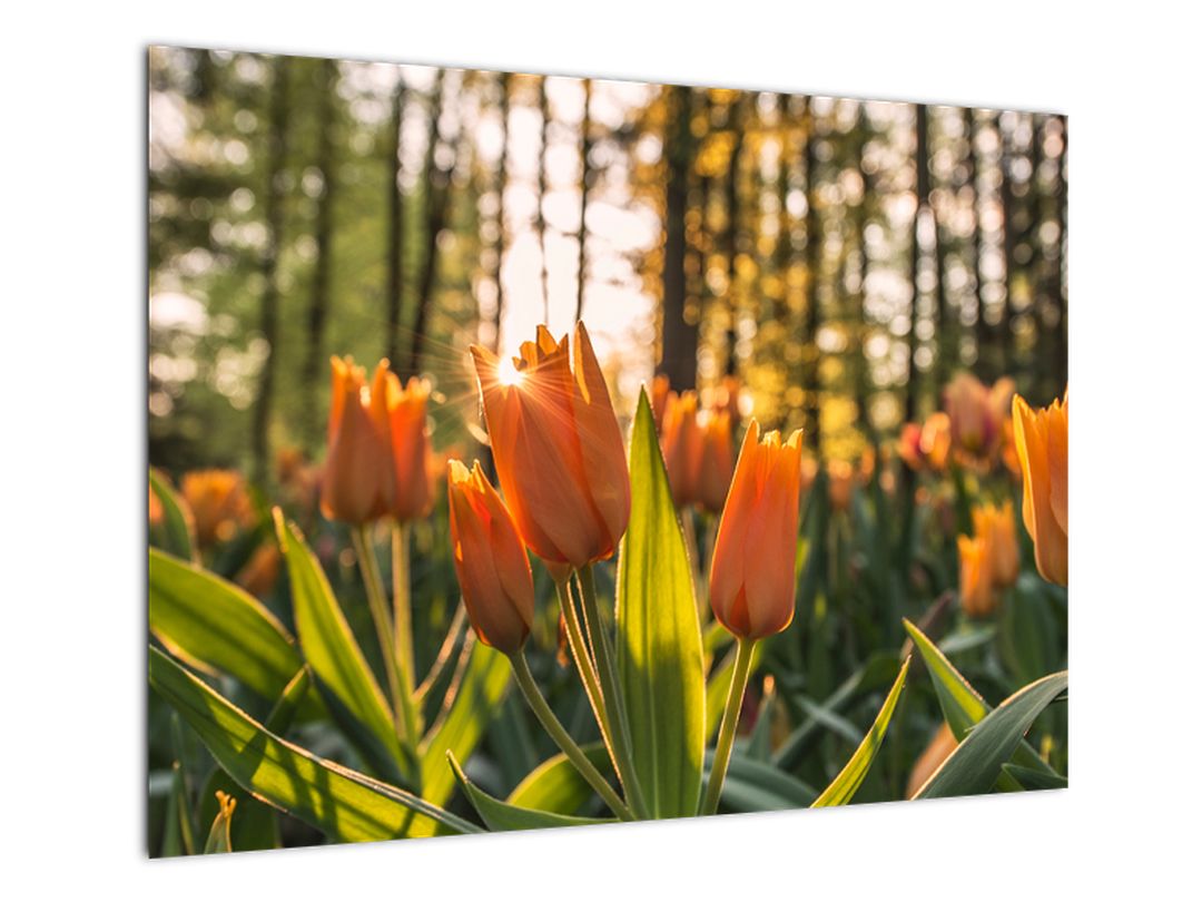 Skleněný obraz - oranžové tulipány (V020552V7050GD)