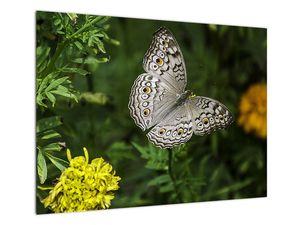 Steklena slika - bel metulj