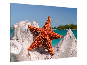 Sklenený obraz morskej hviezdice
