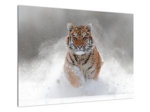 Sklenený obraz bežiaceho tigra v snehu (V020719V7050GD)