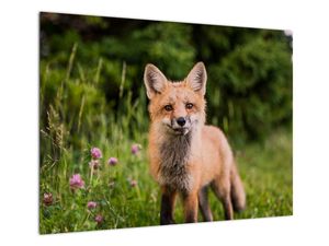 Skleněný obraz lišky