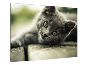Sklenený obraz mačiatka