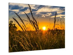 Steklena slika polja v sončnem zahodu