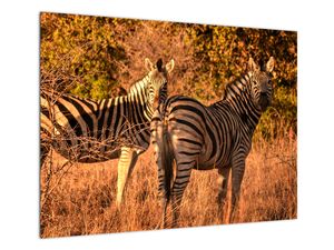 Glasbild von Zebras