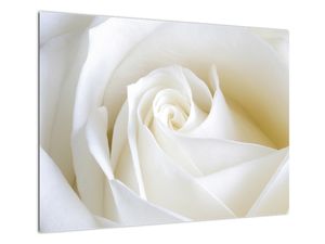 Steklena slika bele vrtnice (V021208V7050GD)