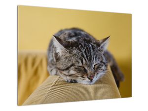 Staklena slika mačke na kauču