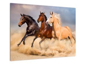 Skleněný obraz - Divocí koně