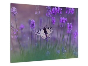 Sklenený obraz - Motýľ v levanduli