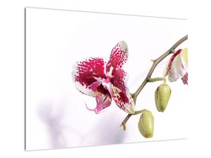 Obraz na szkle kwiatu orchidei