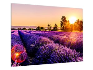 Glasschilderij - Lavendelveld in de Provence