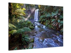 Sklenený obraz australského dažďového lesa