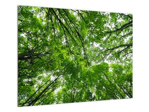 Steklena slika - Pogled v krošnje dreves