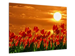 Steklena slika cvetočega polja s tulipani