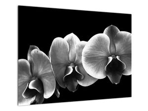 Tablou pe sticlă floare de orhidee (V022015V7050GD)