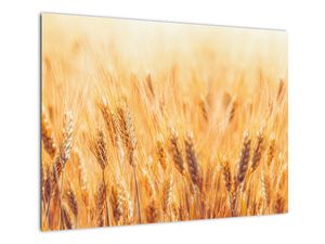 Staklena slika - polje sa žitom