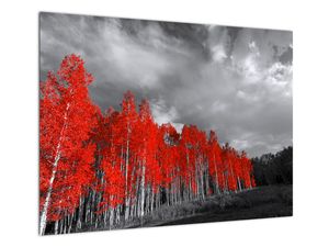 Skleněný obraz - Stromy v barvě podzimu