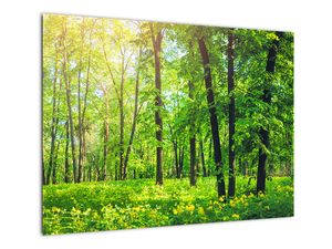 Sklenený obraz - Jarný listnatý les