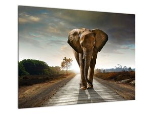 Sklenený obraz slona