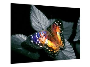 Pillangó képe (üvegen)
