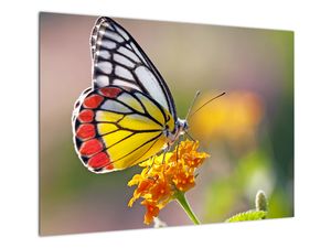 Staklena slika - Leptir na cvijetu