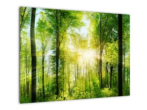 Staklena slika - Zora u šumi