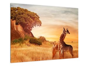 Staklena slika - Žirafe u Africi