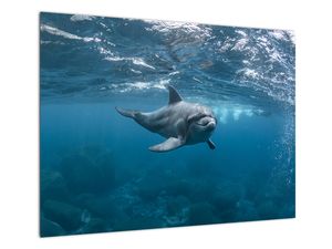 Sklenený obraz - Delfín pod hladinou