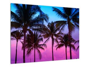 Skleněný obraz - Palmy v Miami