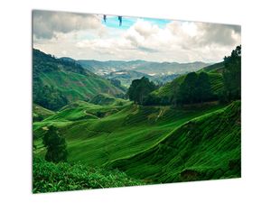 Staklena slika - Plantaže čaja u Maleziji (V022493V7050GD)