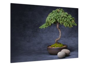 Skleněný obraz - Bonsai