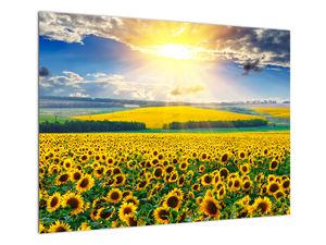Tablou pe sticlă - Câmp cu floarea soarelui
