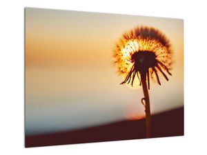 Skleněný obraz Pampelišky v západu slunce