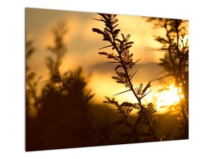 Staklena slika - Zalazak sunca iza stabala
