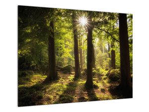 Skleněný obraz snového lesa
