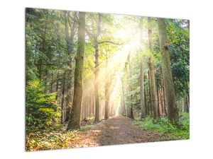 Staklena slika staze u šumi