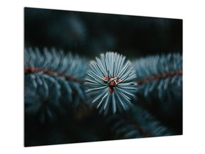 Skleněný obraz větvičky jehličnatého stromu