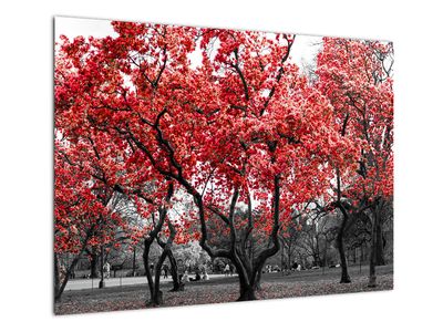 Tablou pe sticlă - Copacii roșii, Central Park, New York