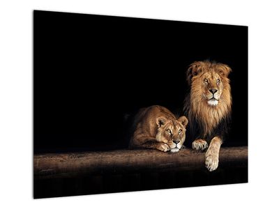 Tablou pe sticlă - Leu și leoaică