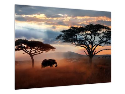Tablou pe sticlă - Parcul Național Serengeti, Tanzania, Africa