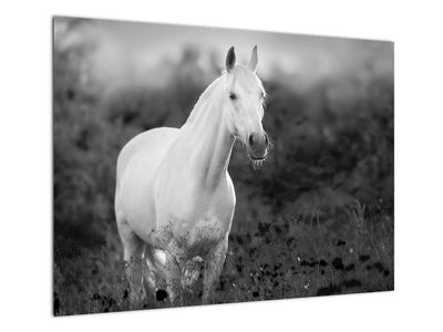 Skleněný obraz bílého koně na louce, černobílá