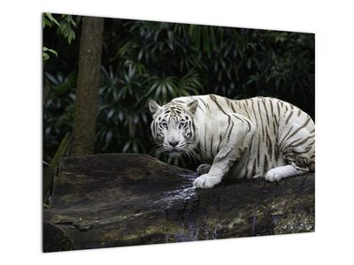 Glasbild - Albino Tiger