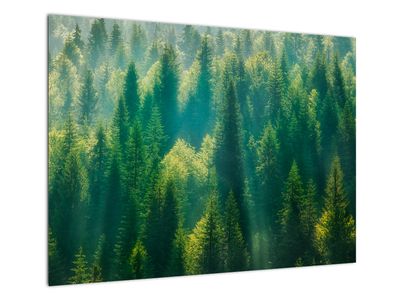Staklena slika - Borov gozd