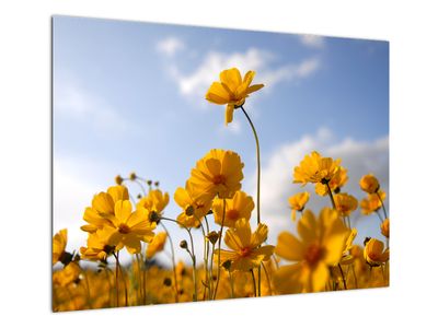 Tablou pe sticlă - Câmp cu flori galben deschis
