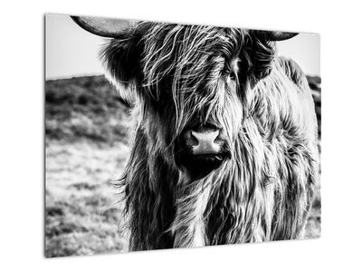 Sklenený obraz - Highland - Škótska krava