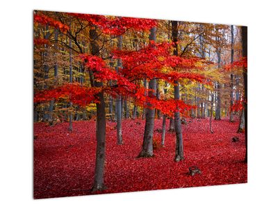 Steklena slika - Rdeč gozd