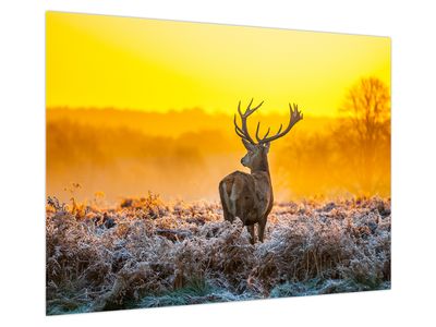 Glasbild - Hirsche bei Sonnenaufgang