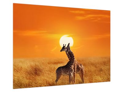 Glasbild - Giraffen im Serengeti-Nationalpark