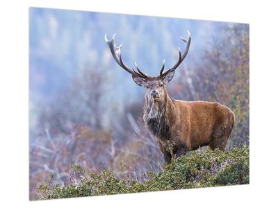 Glasbild - Hirsche in der Landschaft